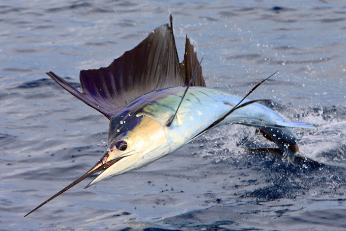 sailfish-real