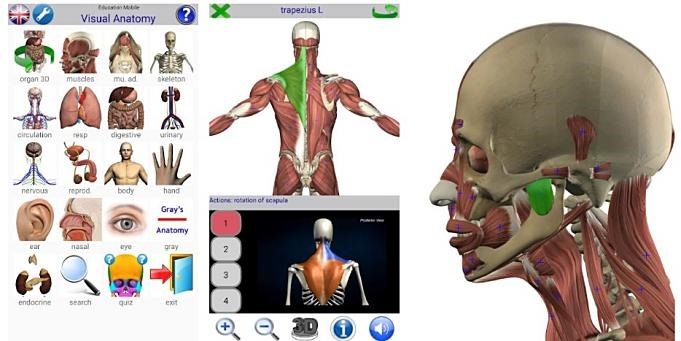 通常270円が0円に 3d人体モデル Visual Anatomy 2 などandroidアプリ値下げセール 19 11 30