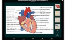 通常150円が0円に、Mac/iPad対応のアナトミー・解剖学パズル『Anatomy Puzzles』などiOSアプリ値下げ中 2025/01/11